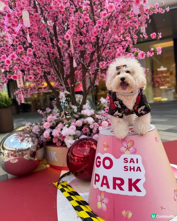 同媽媽第1次去西沙玩(,,>᎑#寵物友善