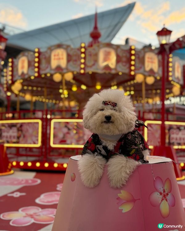 同媽媽第1次去西沙玩(,,>᎑#寵物友善