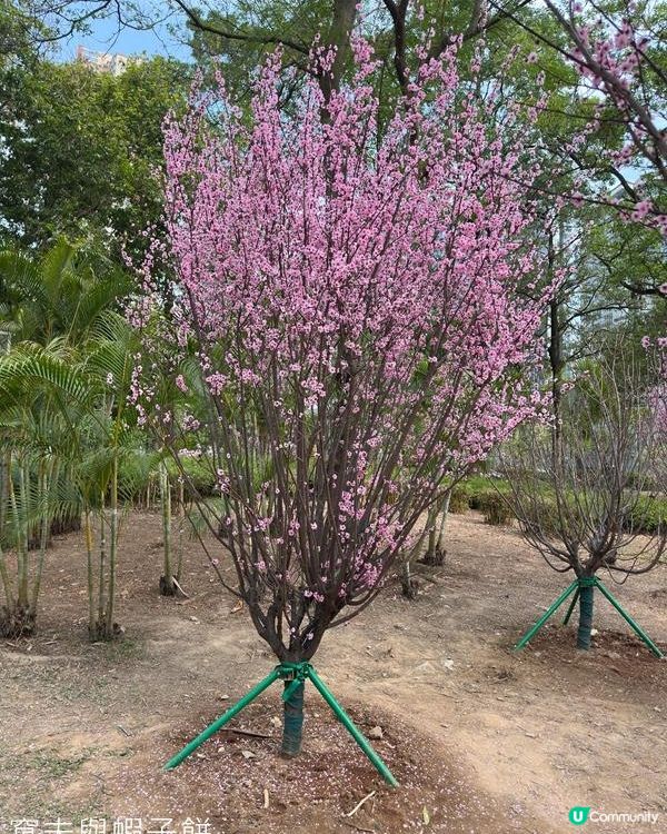 香港好去處 | 天水圍公園 | 梅花 | 紫羅蘭 | 繡球花