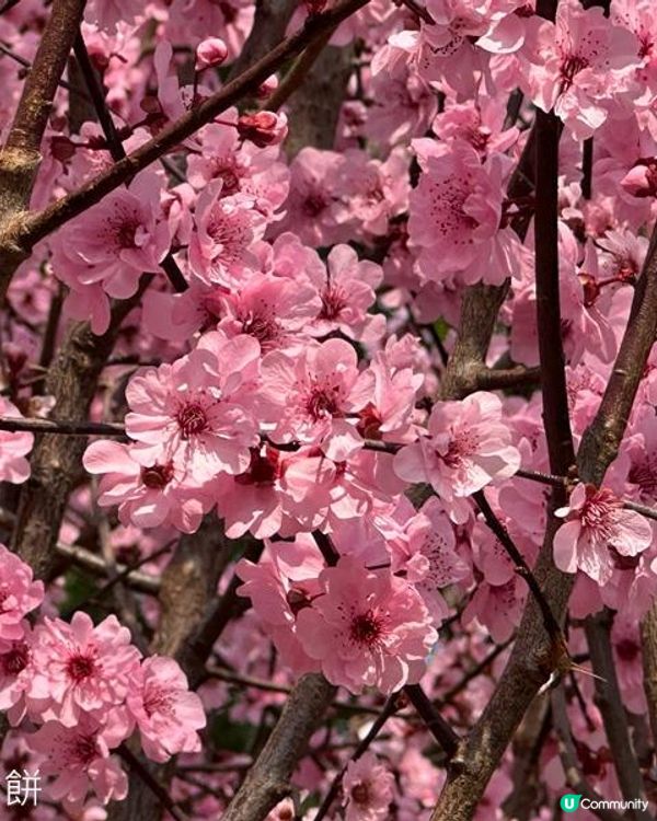 香港好去處 | 天水圍公園 | 梅花 | 紫羅蘭 | 繡球花