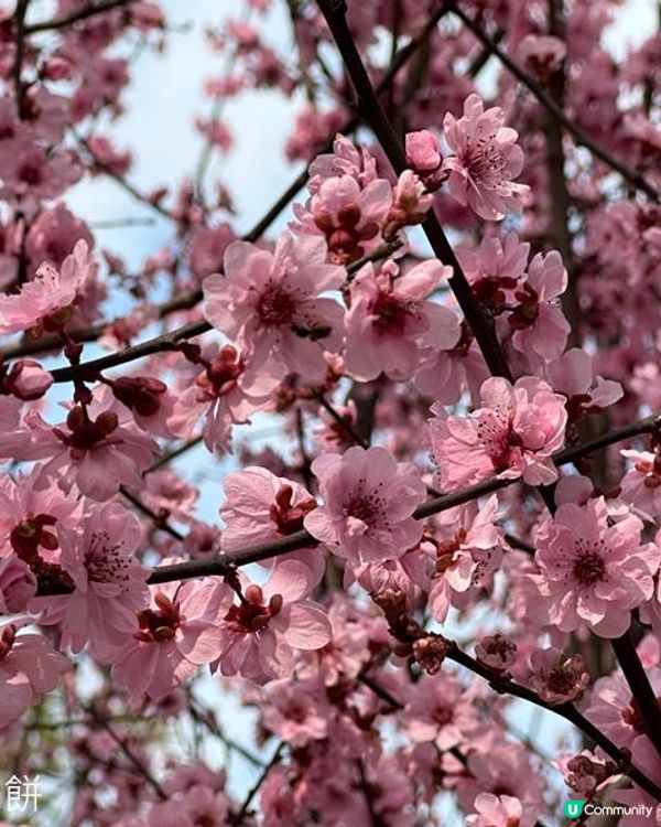 香港好去處 | 天水圍公園 | 梅花 | 紫羅蘭 | 繡球花