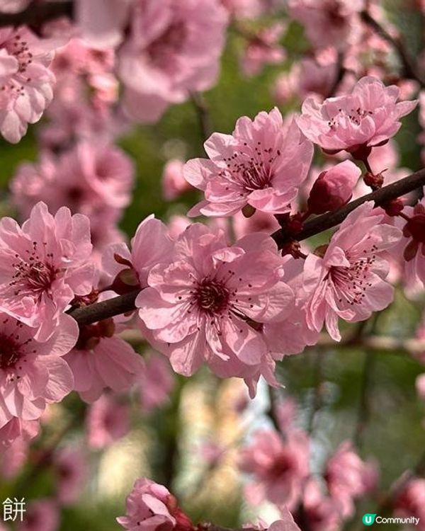 香港好去處 | 天水圍公園 | 梅花 | 紫羅蘭 | 繡球花
