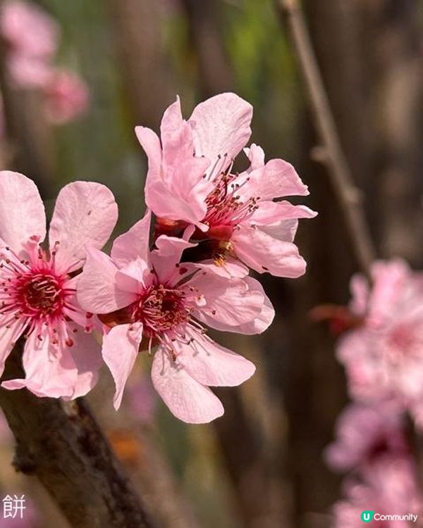 香港好去處 | 天水圍公園 | 梅花 | 紫羅蘭 | 繡球花