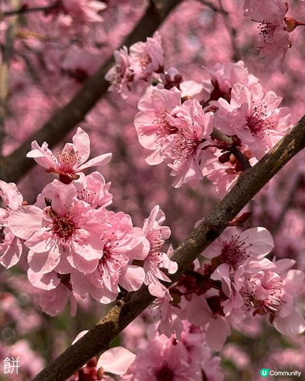 香港好去處 | 天水圍公園 | 梅花 | 紫羅蘭 | 繡球花