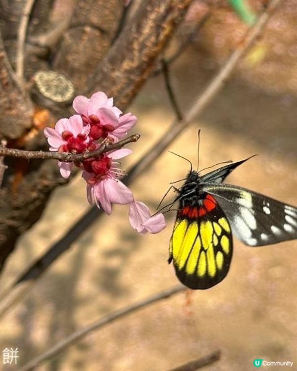 香港好去處 | 天水圍公園 | 梅花 | 紫羅蘭 | 繡球花