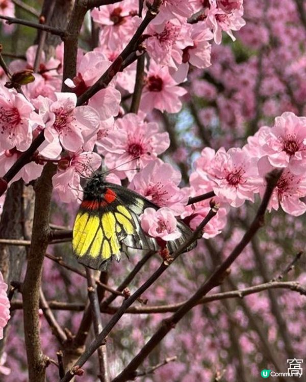 香港好去處 | 天水圍公園 | 梅花 | 紫羅蘭 | 繡球花