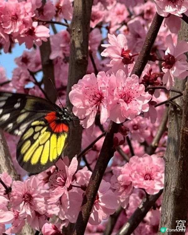 香港好去處 | 天水圍公園 | 梅花 | 紫羅蘭 | 繡球花