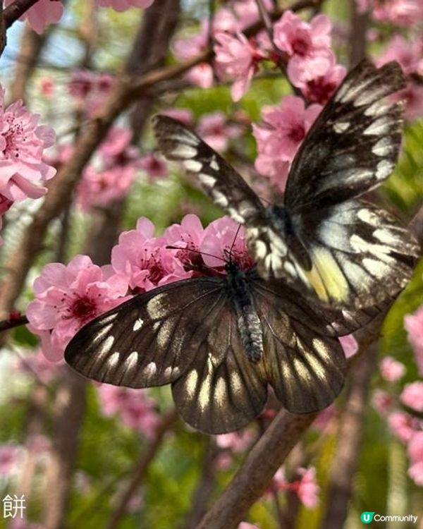 香港好去處 | 天水圍公園 | 梅花 | 紫羅蘭 | 繡球花