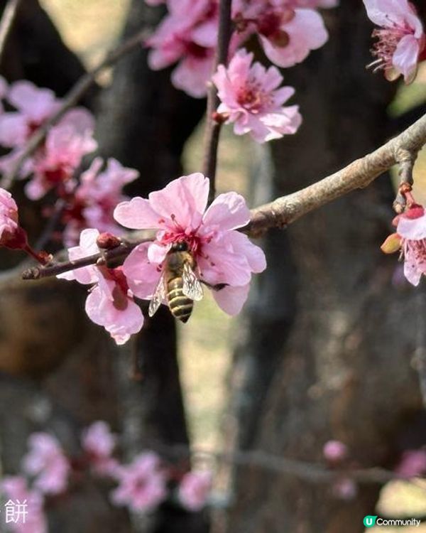 香港好去處 | 天水圍公園 | 梅花 | 紫羅蘭 | 繡球花