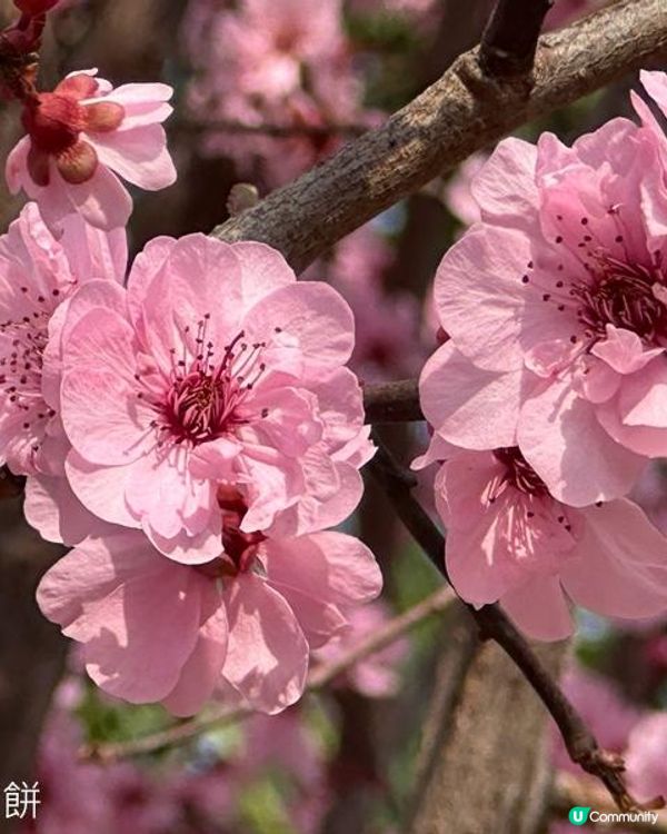 香港好去處 | 天水圍公園 | 梅花 | 紫羅蘭 | 繡球花