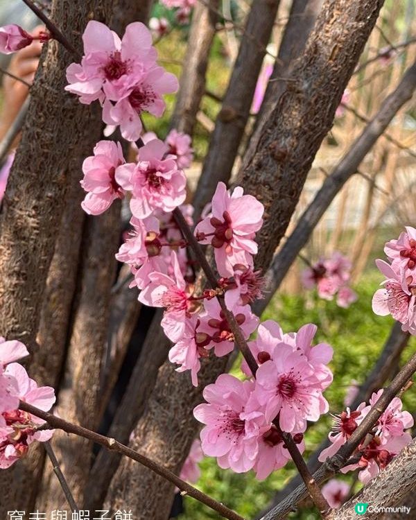 香港好去處 | 天水圍公園 | 梅花 | 紫羅蘭 | 繡球花