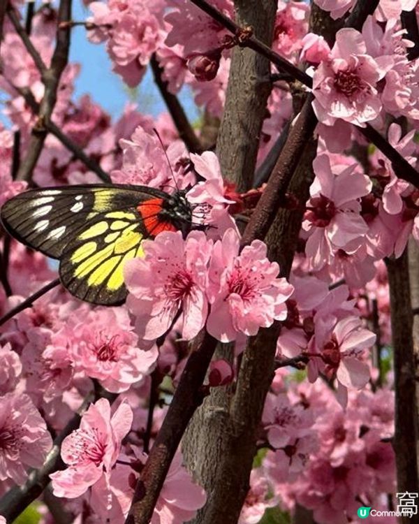 香港好去處 | 天水圍公園 | 梅花 | 紫羅蘭 | 繡球花