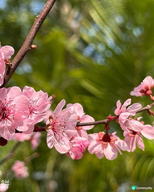 香港好去處 | 天水圍公園 | 梅花 | 紫羅蘭 | 繡球花