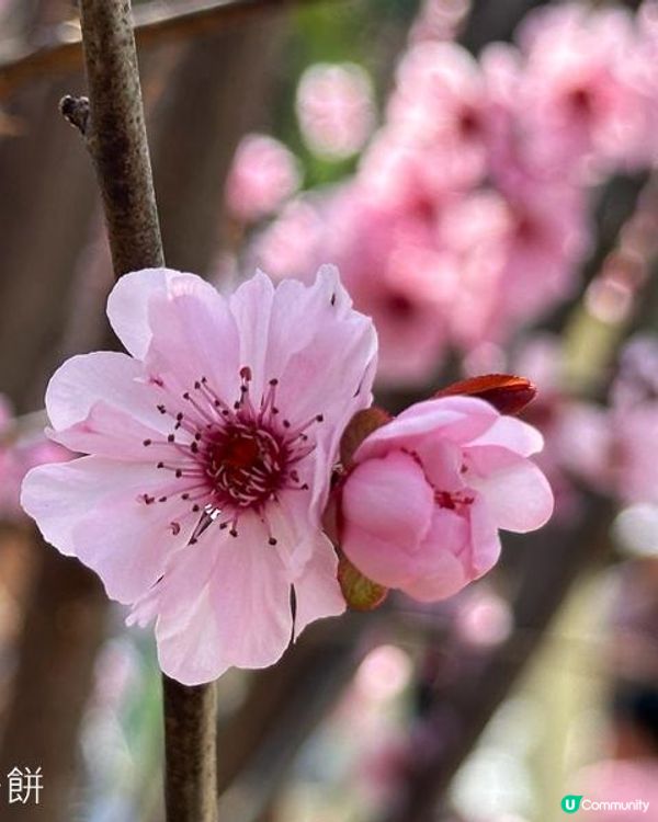 香港好去處 | 天水圍公園 | 梅花 | 紫羅蘭 | 繡球花