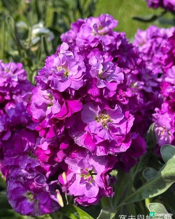 香港好去處 | 天水圍公園 | 梅花 | 紫羅蘭 | 繡球花