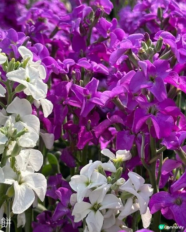 香港好去處 | 天水圍公園 | 梅花 | 紫羅蘭 | 繡球花