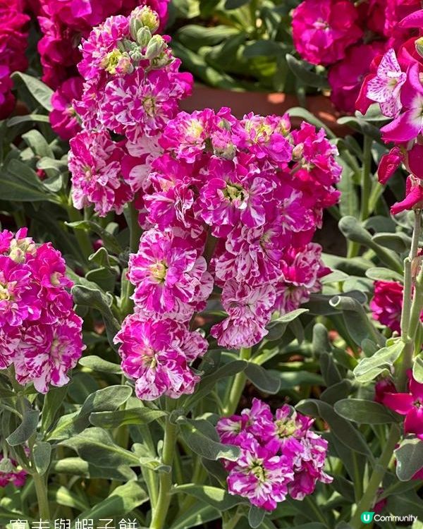 香港好去處 | 天水圍公園 | 梅花 | 紫羅蘭 | 繡球花