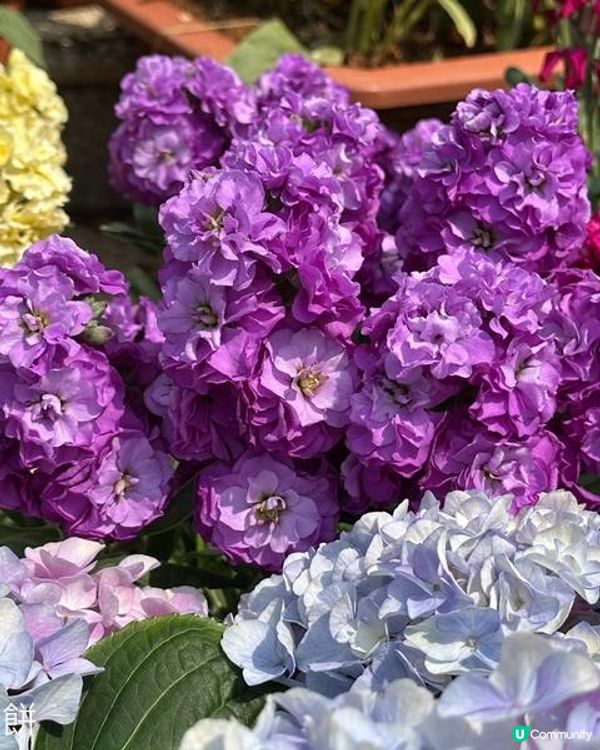 香港好去處 | 天水圍公園 | 梅花 | 紫羅蘭 | 繡球花