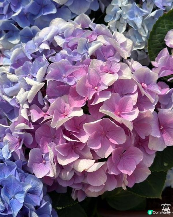 香港好去處 | 天水圍公園 | 梅花 | 紫羅蘭 | 繡球花