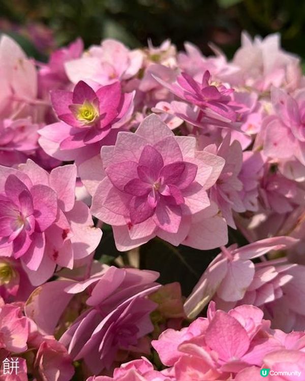 香港好去處 | 天水圍公園 | 梅花 | 紫羅蘭 | 繡球花