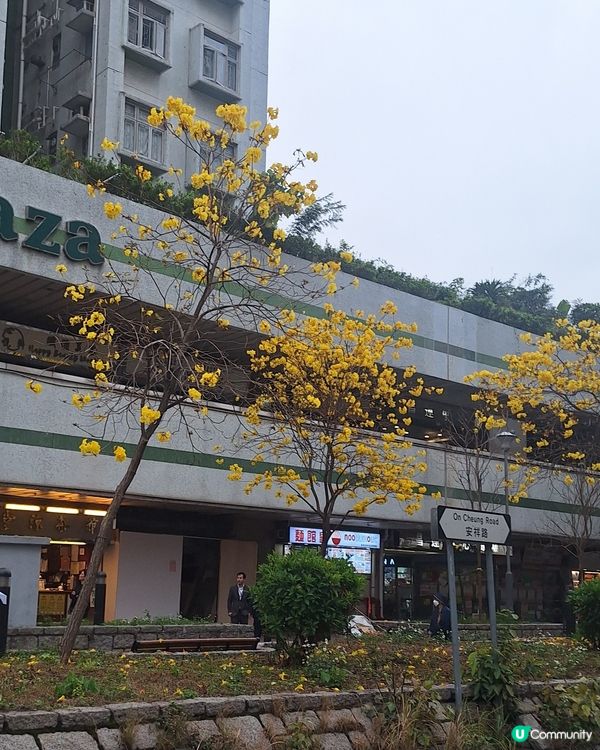 大埔安祥路
