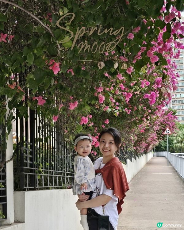 🌺簕杜鵑 又係賞花既春天