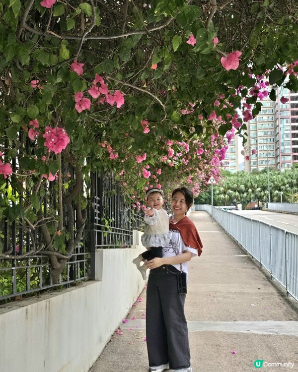 🌺簕杜鵑 又係賞花既春天
