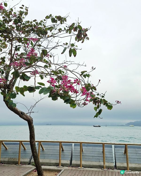 【運動】13K海濱長跑！維港景色💯🏃（1/2）