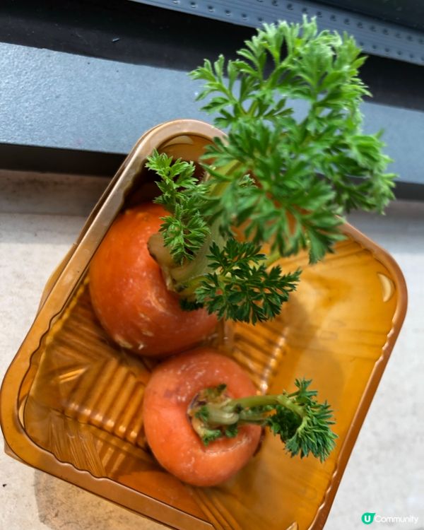 甘荀種植秘笈🥕🌱💚