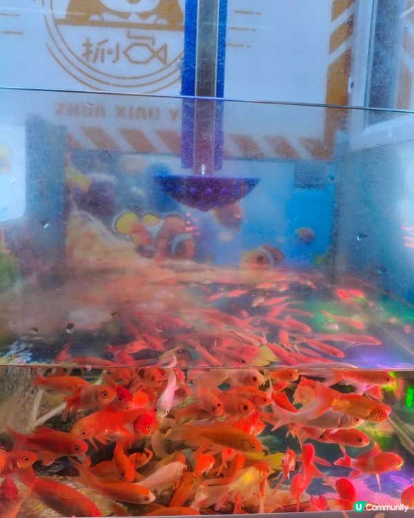 抓小魚真有趣