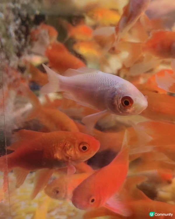 抓小魚真有趣