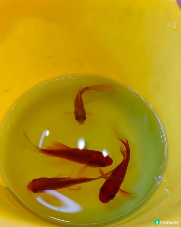 抓小魚真有趣