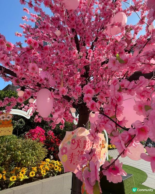 荃灣廣場～甜蜜櫻花季