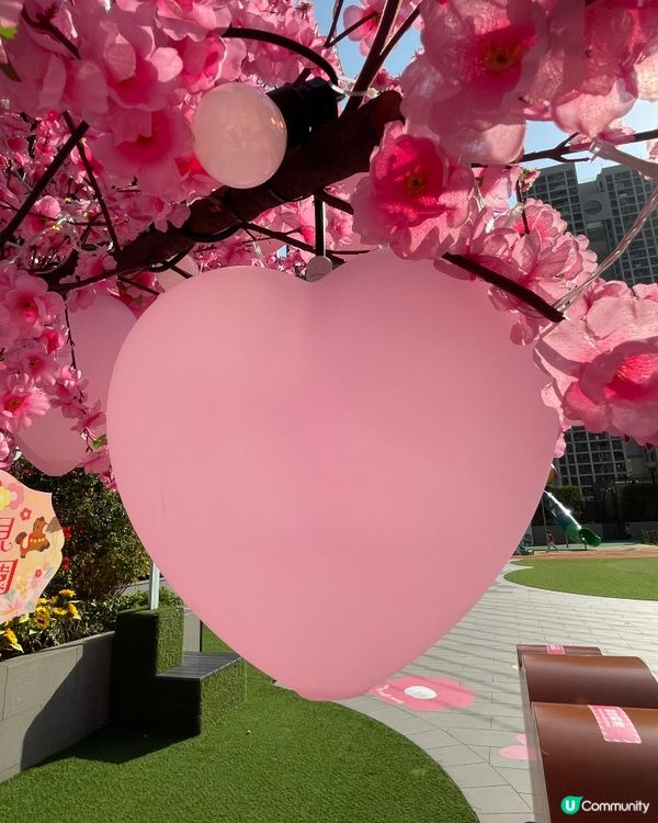 荃灣廣場～甜蜜櫻花季