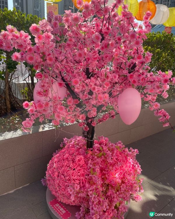 荃灣廣場～甜蜜櫻花季