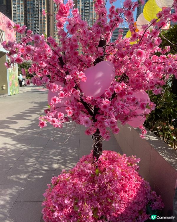 荃灣廣場～甜蜜櫻花季