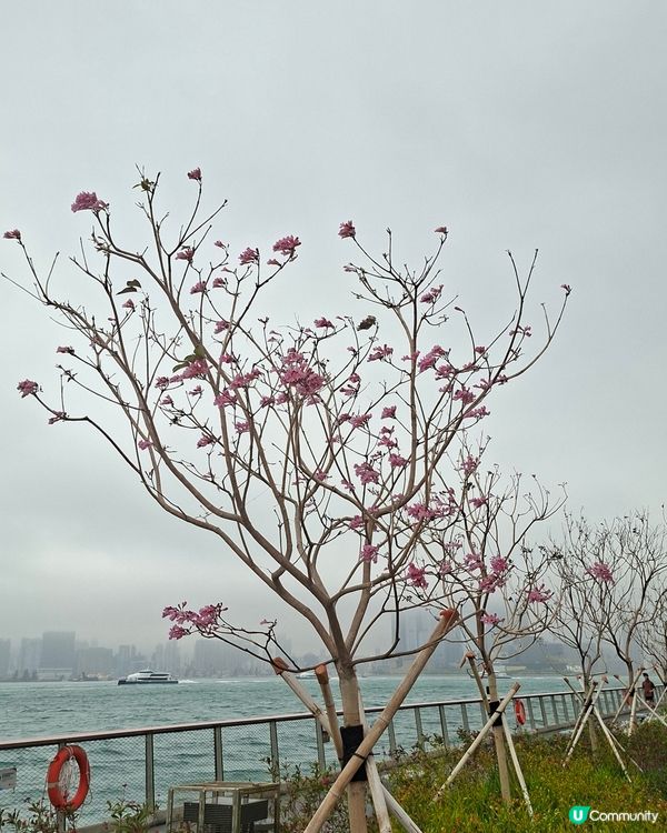 【運動】13K海濱長跑！維港景色💯🏃（1/2）