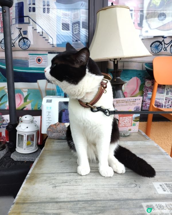 馬年去馬灣，馬上好運來