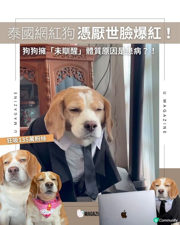 泰國網紅狗憑厭世臉爆紅！狗狗擁「未瞓醒」體質原因是患病？！                                    