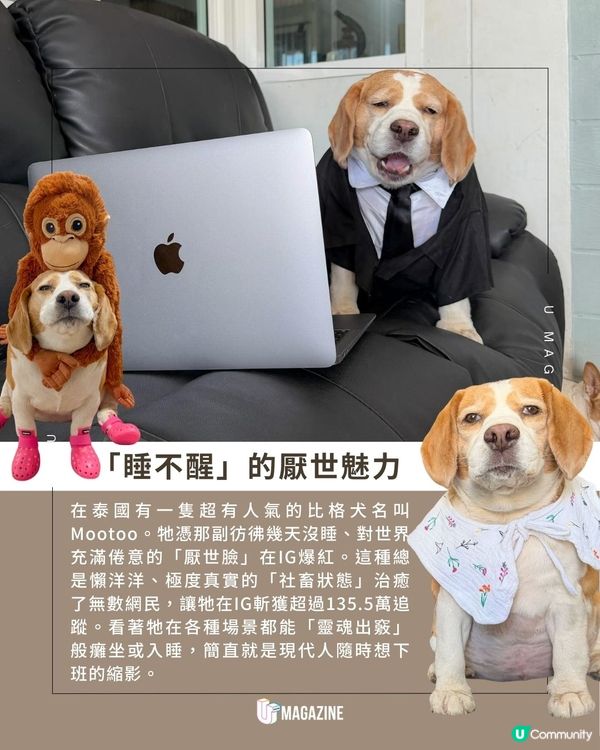 泰國網紅狗憑厭世臉爆紅！狗狗擁「未瞓醒」體質原因是患病？！                                    