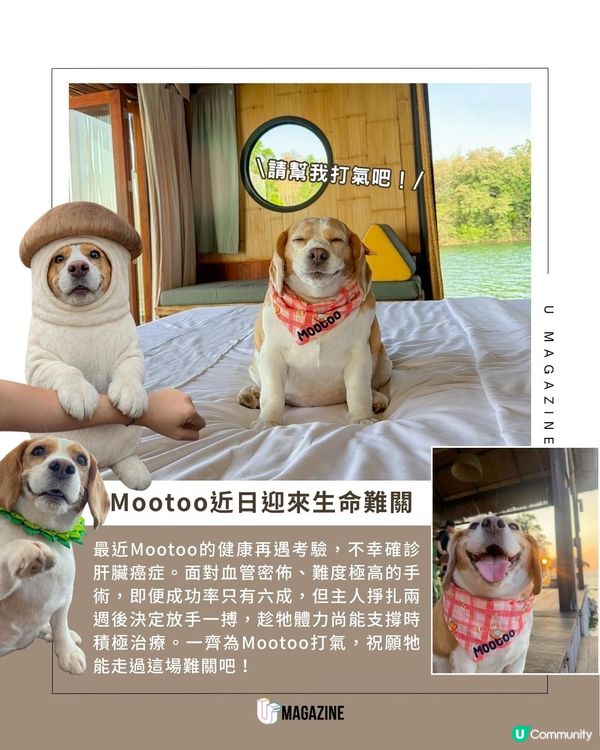 泰國網紅狗憑厭世臉爆紅！狗狗擁「未瞓醒」體質原因是患病？！                                    