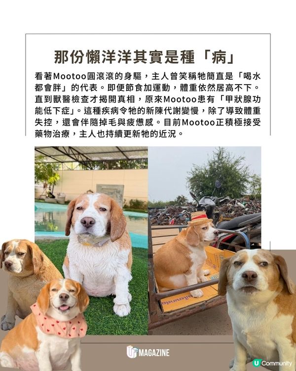 泰國網紅狗憑厭世臉爆紅！狗狗擁「未瞓醒」體質原因是患病？！                                    