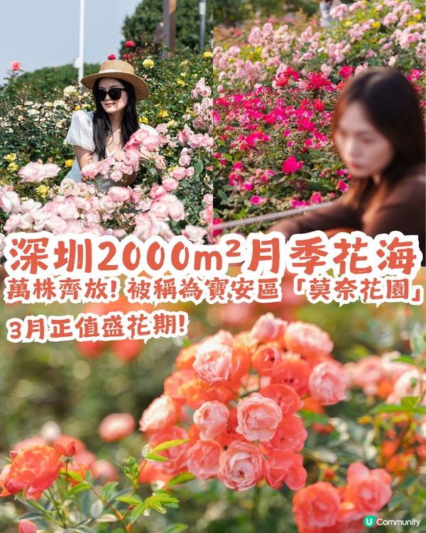 深圳2000㎡月季花海🌸萬株齊放! 被稱為寶安區「莫奈花園」