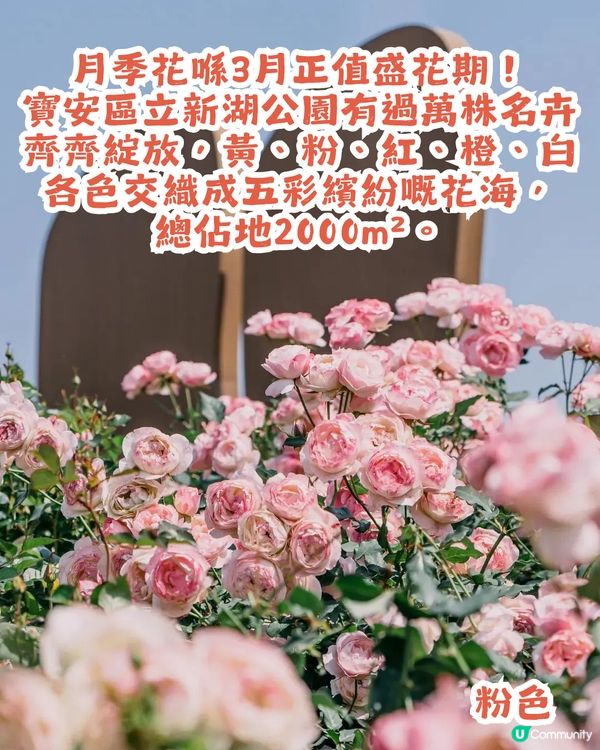 深圳2000㎡月季花海🌸萬株齊放! 被稱為寶安區「莫奈花園」