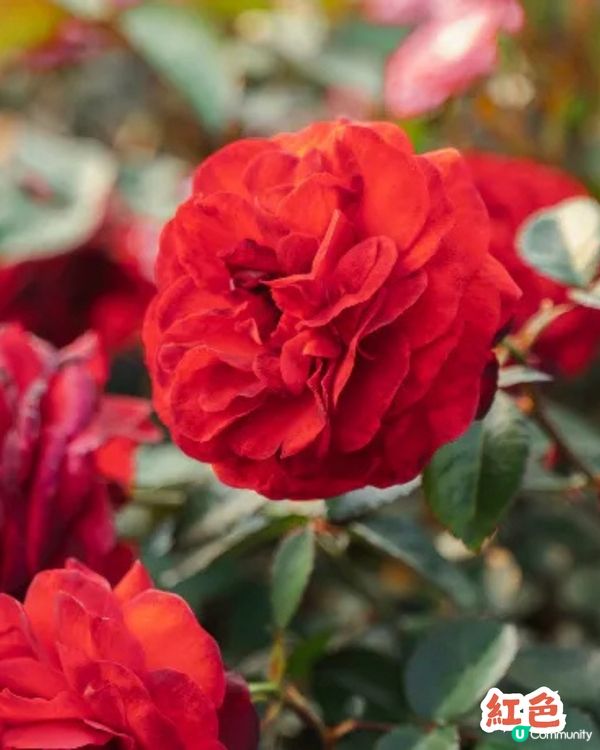 深圳2000㎡月季花海🌸萬株齊放! 被稱為寶安區「莫奈花園」