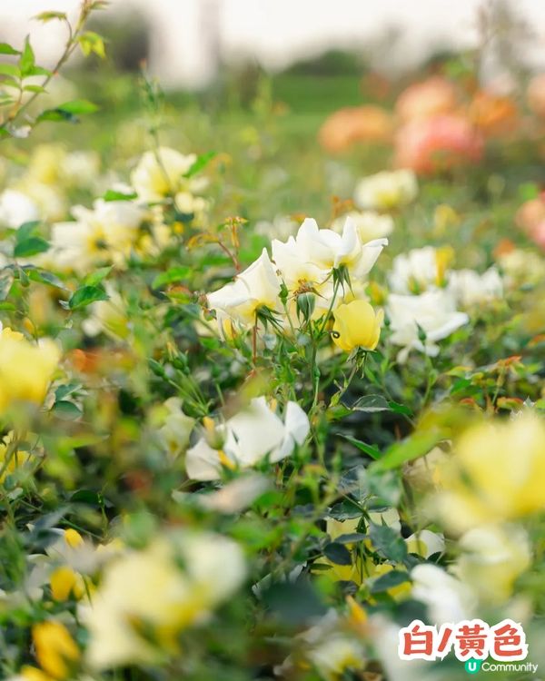 深圳2000㎡月季花海🌸萬株齊放! 被稱為寶安區「莫奈花園」