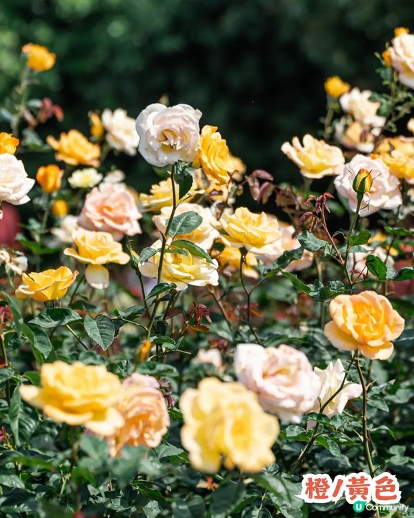 深圳2000㎡月季花海🌸萬株齊放! 被稱為寶安區「莫奈花園」