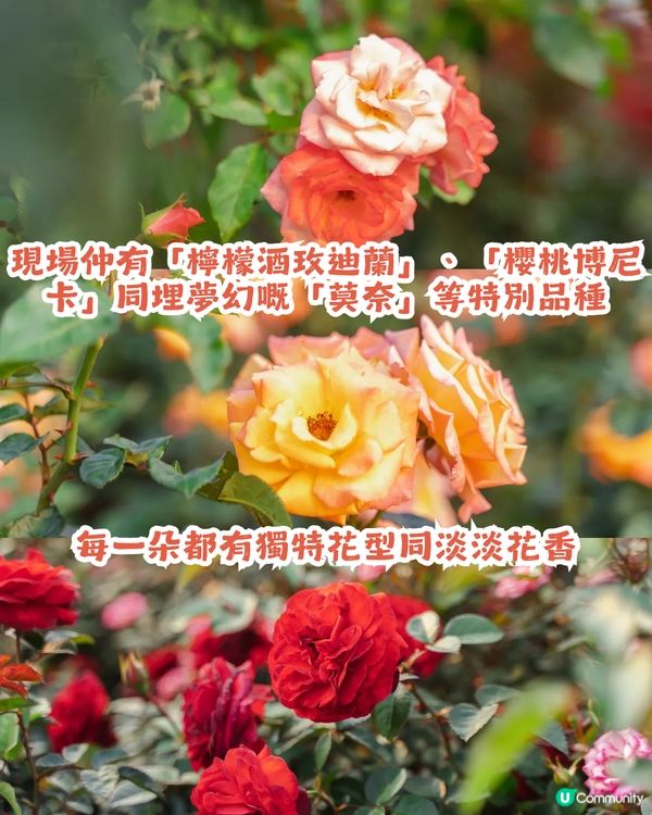 深圳2000㎡月季花海🌸萬株齊放! 被稱為寶安區「莫奈花園」