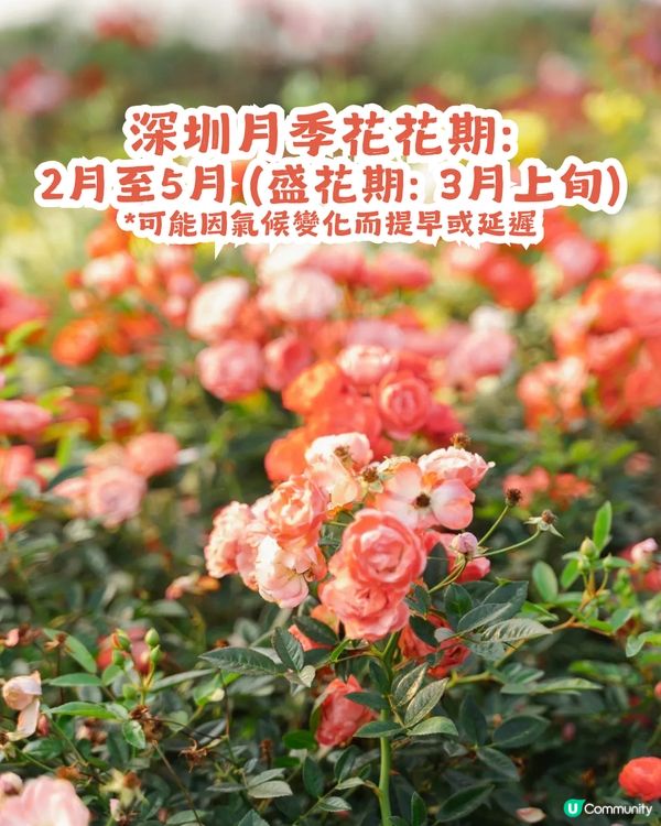 深圳2000㎡月季花海🌸萬株齊放! 被稱為寶安區「莫奈花園」