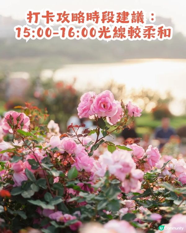 深圳2000㎡月季花海🌸萬株齊放! 被稱為寶安區「莫奈花園」